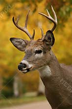 Male white tail deer