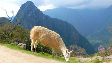 Llama on the path of Machu Picchu Peru