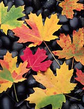 Fall Leaves on rocks