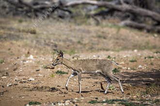 Common duiker in Kruger National park, South Africa