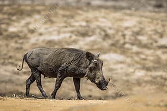 Common warthog in Kruger National park, South Africa