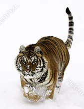 Siberian Tiger