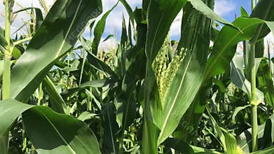 In middle of a cornfield. Corn field corn motion farm. Green grass agriculture.