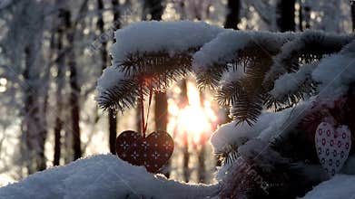 Snowfall in the forest, fir branch with a Christmas toy sways in the wind