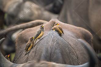 Yellow billed Oxpecker in Kruger National park, South Africa