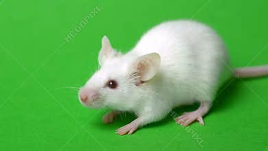 White mouse on a green grass background