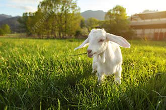 White goat kid grazing on green spring meadow, sun back light farm in background, wide angle photo