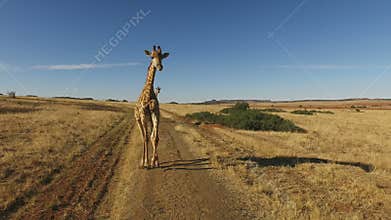 Demonstration of a giraffe running motion