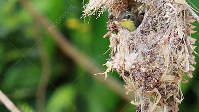 Ash covered forest after fire. Smoke rising from ground after forest fire, Haze in the atmosphere. Wildfire in Hot summer weatherC