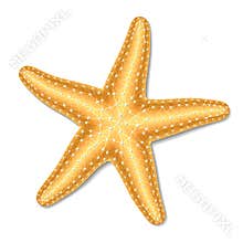 Starfish