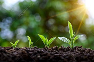Development of seedling growth Planting seedlings young plant in the morning light on nature background