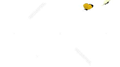 Yellow and White Butterflies Playfully Fly on a Green Background. Two 3d Animations. 4K Ultra HD 3840x2160. Look For