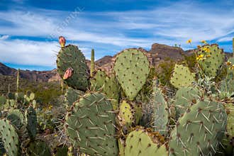 Engelmanns Prickly Pear Cactus in Organ Pipe National Monument in the Sonoran Desert of Southwest Arizona