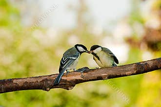 Great tit birds feeding