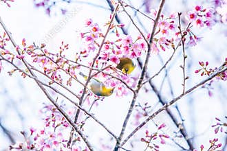 Adorable couple birds mating in the branches of sakura cherry. Pink flowers in full bloom. Spring blossom