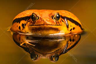 Tomato frog Dyscophus with reflection in the water