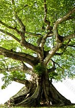 Isolated tree
