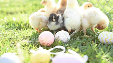 Close up newborn chickens in warm tone and beak on the grass field on green background.