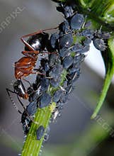 Ant Tending Aphids
