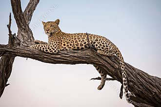 A leopard resting on a tree