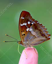 A butterfly on a finger