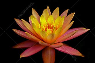 Glowing oriental pink water lily