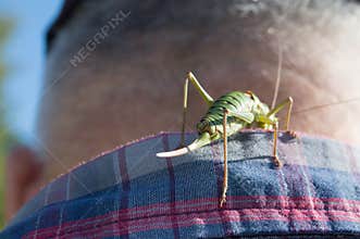 Curious green cricket