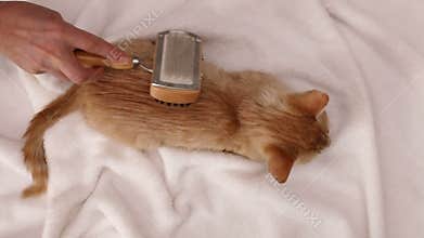 Woman hand brush an orange tabby kitten fur - top view