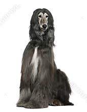 Afghan hound, 7 years old