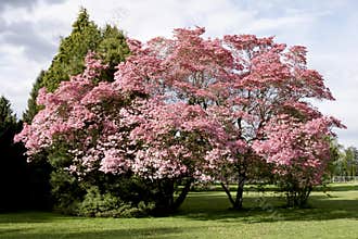 Pink Blossoms Tree Spring
