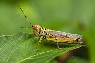 Grasshopper, Caelifera, Thane, Maharashtra, India