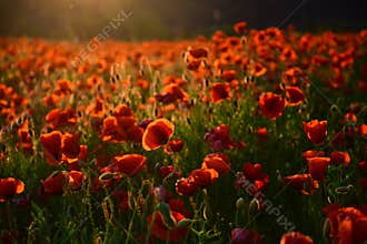 Poppy flower Remembrance Day