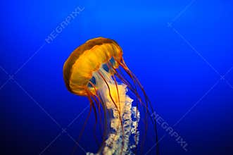 Beautiful Jelly Fish