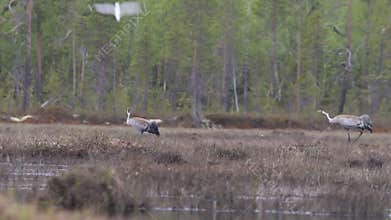 Gray crane Grus grus walks in the swamp.