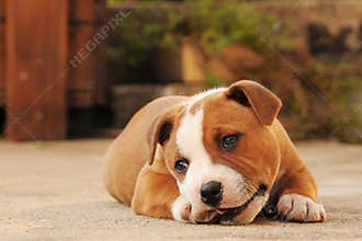 Lying puppy