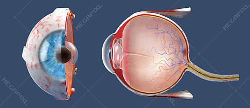 Cross-section of the human eye in a side view and a frontal view