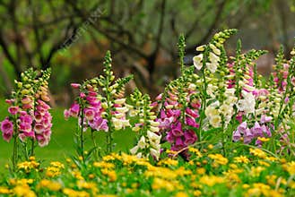 Foxglove flowers