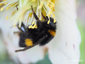 Bumblebeequeen in the heleborus plant