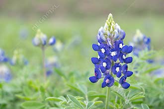 Blue bonnets field, close up