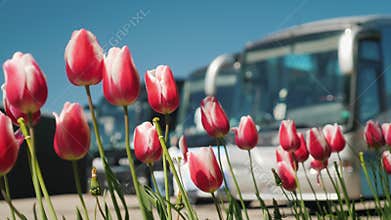 A number of tourist buses with tulips in the foreground. Travel and Tourism in the Netherlands concept