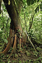 Tropical jungle detail amazon rain forest tree