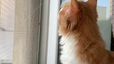 Cat looks out the window