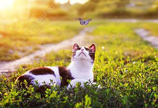 Portrait of a cute striped cat lying in the grass in a Sunny meadow and looking at a beautiful little blue butterfly flying