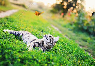 Portrait of a cute striped cat lying in the grass in a Sunny meadow and looking at a beautiful flying orange butterfly on a clear