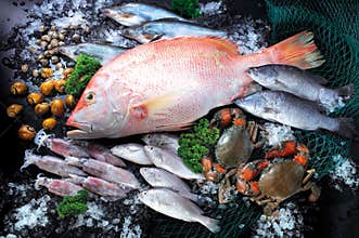 Fish and seafood