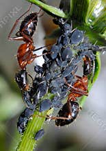 Ants Tending Aphids
