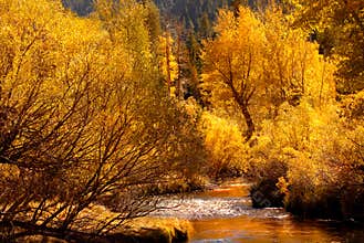 Golden fall colors reflecting into stream in the Yosemite Valley