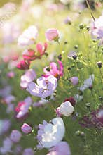 Summer flowers