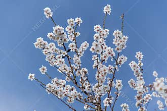 Almond branch in bloom.