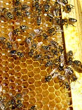 Honey bees